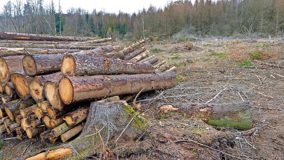 Etterwinden: Nach dem Schadensjahr 2018: Gemeindewald wird aufgeforstet