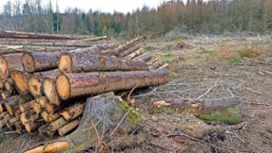 Nach dem Schadensjahr 2018: Gemeindewald wird aufgeforstet