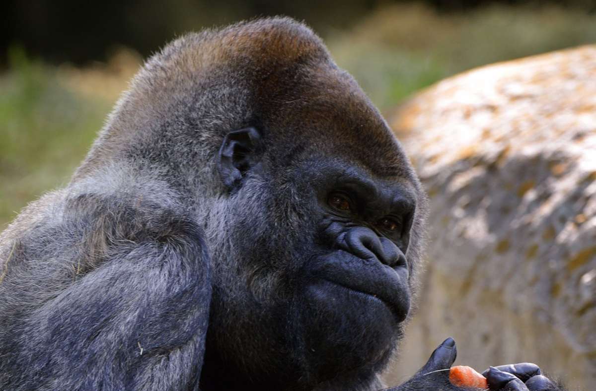 Gorilla Ozzie wurde 61 Jahre alt. Foto: dpa/Erik S. Lesser
