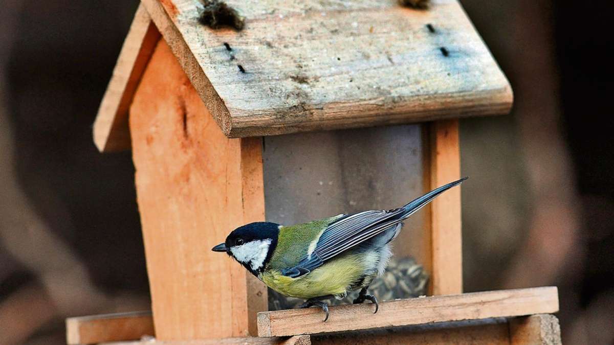Schmalkalden: Am Wochenende schlägt die Stunde der Wintervögel