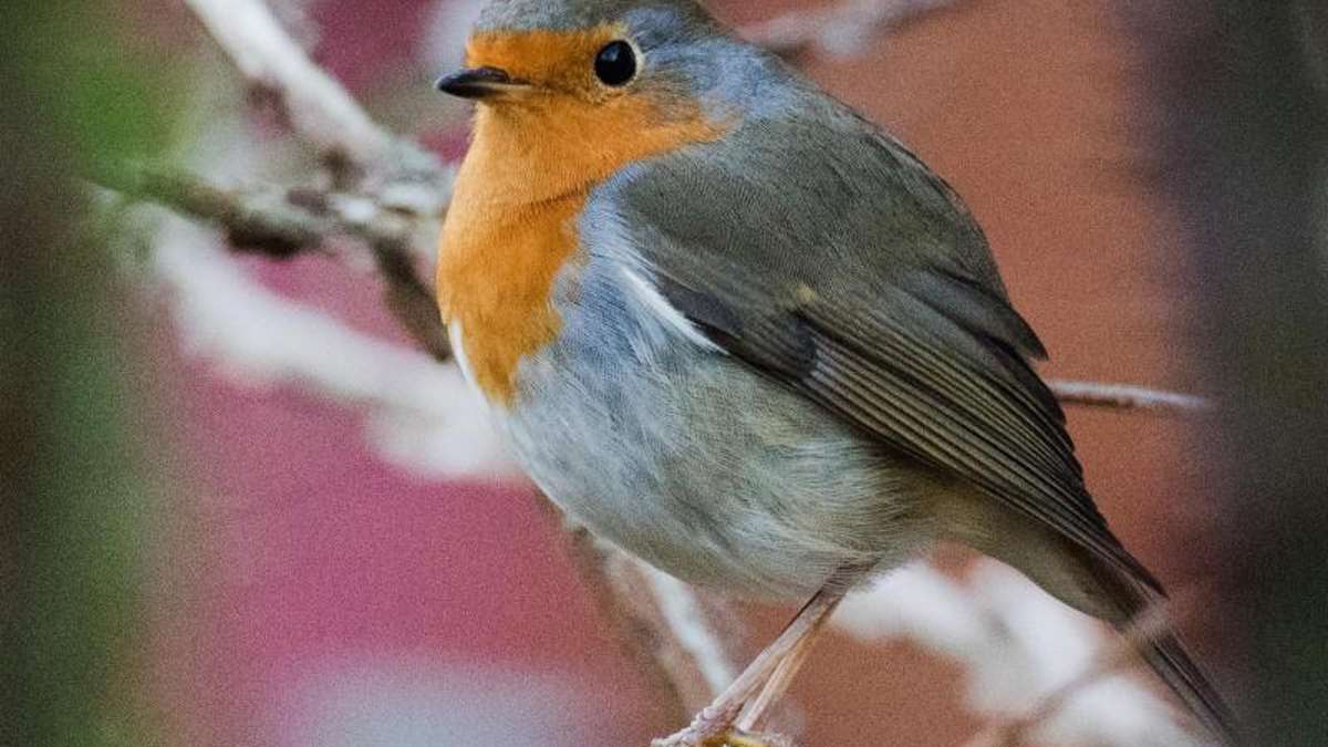 Thüringen: Thüringer sollen Wintervögel zählen und Naturschützern melden