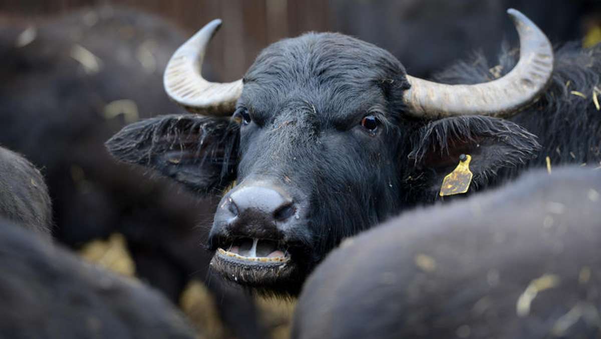 Wirtschaft: Hohe Kosten durch Rinder-Herpes erwartet