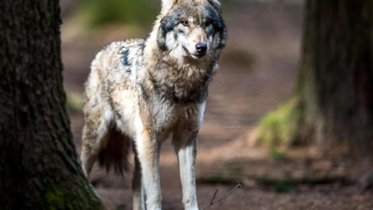 Erfurt: Nach Abschuss von Hybriden zeigen Wolfsschützer  Ministerin an