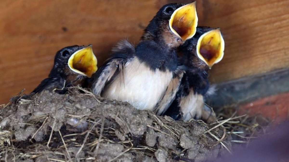 Sonneberg/Neuhaus: Jungvögel aus Brutkästen entführt