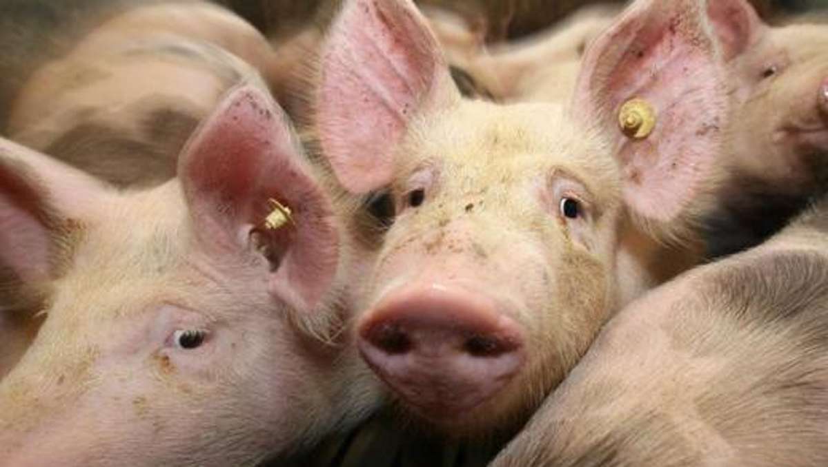 Wirtschaft: Amt bescheinigt Schweinen von Bauernpräsident guten Zustand