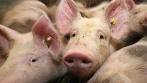 Mehr Tierschutzverstöße in Agrarbetrieben aufgedeckt