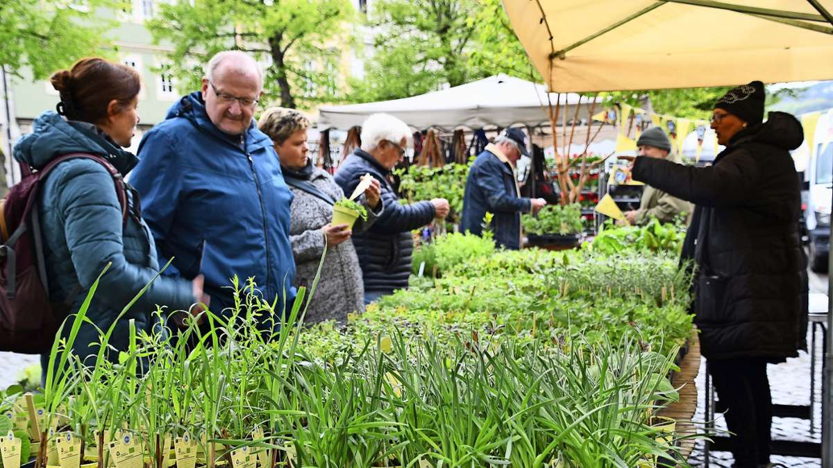 Arnstadt: Grünes zum Pflanzenmarkt