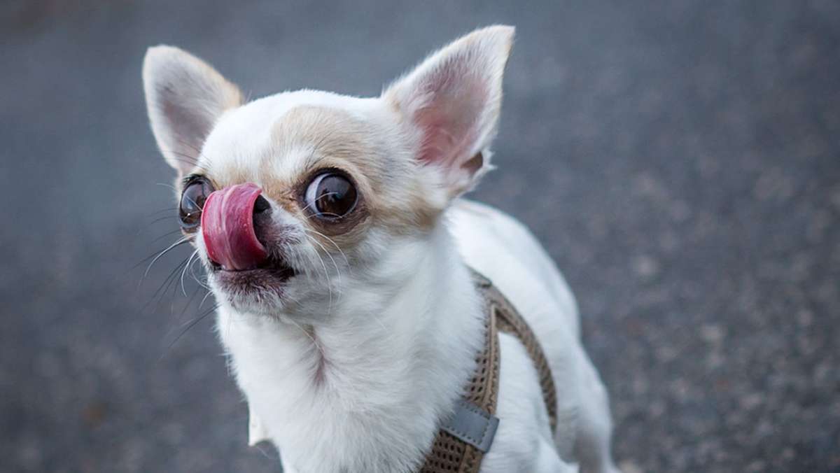 Im schwäbischen Landkreis Günzburg: Aggressive Dogge beißt Chihuahua tot