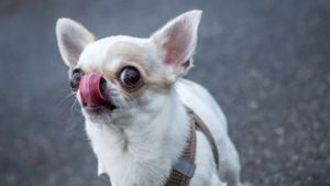 Aggressive Dogge beißt Chihuahua tot