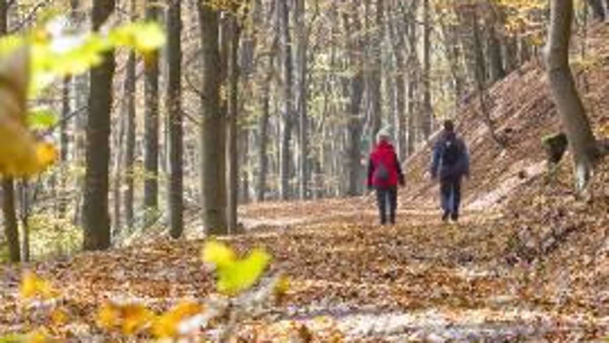 Thüringen: Waldbesitzer setzen bei Aufforstung auf Buche und Douglasie