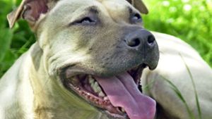 Hundehalter gibt Anstoß  für versäumte Rechtsanpassung