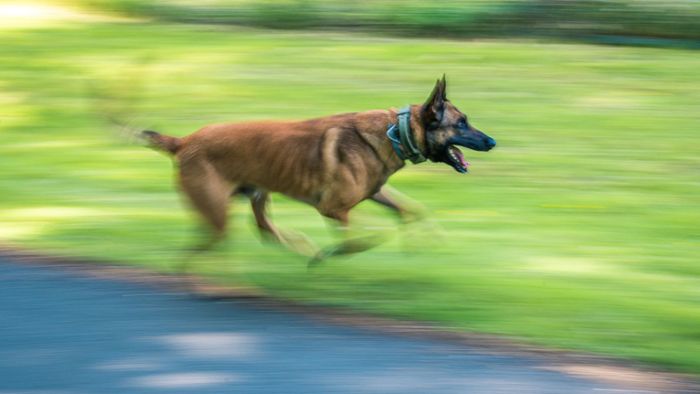 Schäferhund rennt auf Straße: Unfall mit Auto