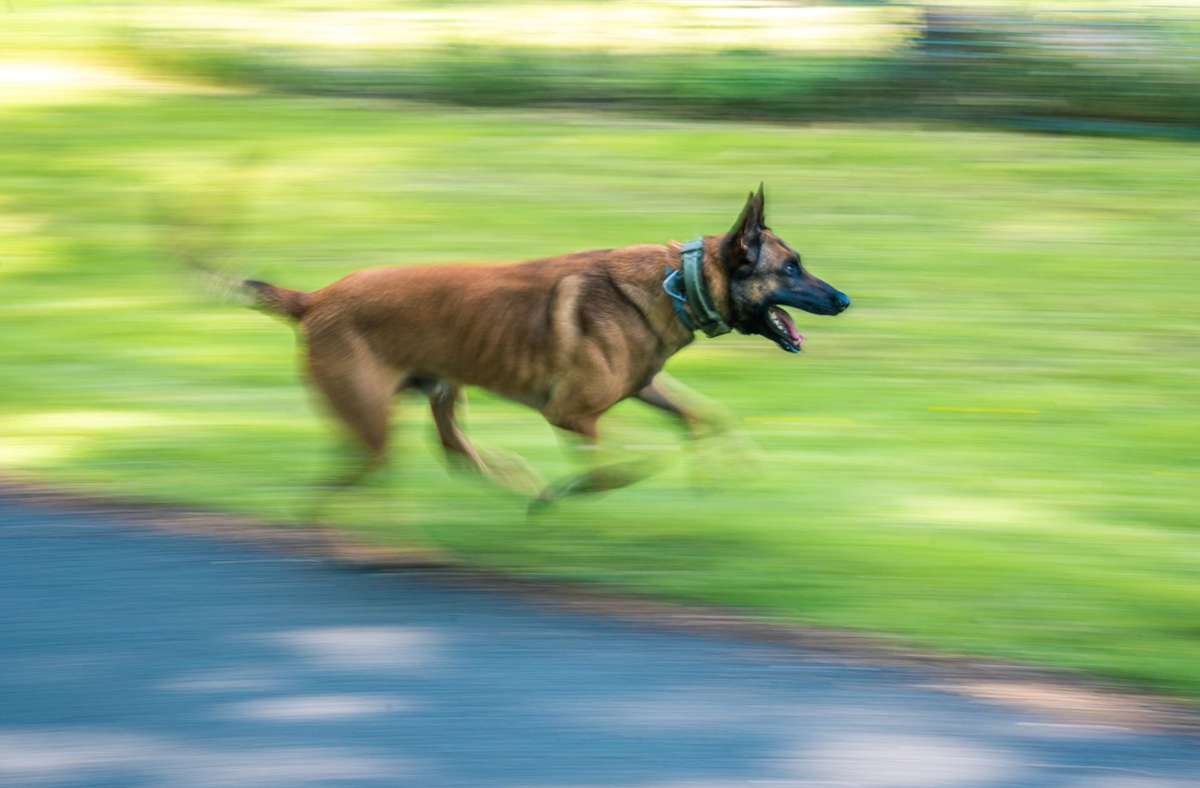 Ein rennender Schäferhund. Die Aufnahme zeigt nicht das Tier aus Fehrenbach. Foto: dpa/Mohssen Assanimoghaddam