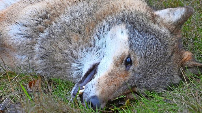 Unfallopfer Wolf: Getötetes Tier bei Unfall auf B 62: „Es ist vermutlich eine Wölfin“