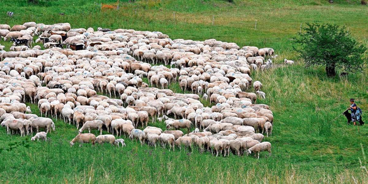 Rund 1500 Schafe und einige Ziegen der Agrargenossenschaft Schalkau halten bei Emstadt den Trockenrasen frei von Bewuchs. Fotos: Carl-Heinz Zitzmann