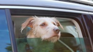 Fahrerin will Hunde-Streit im Auto schlichten und fährt gegen Obstbaum