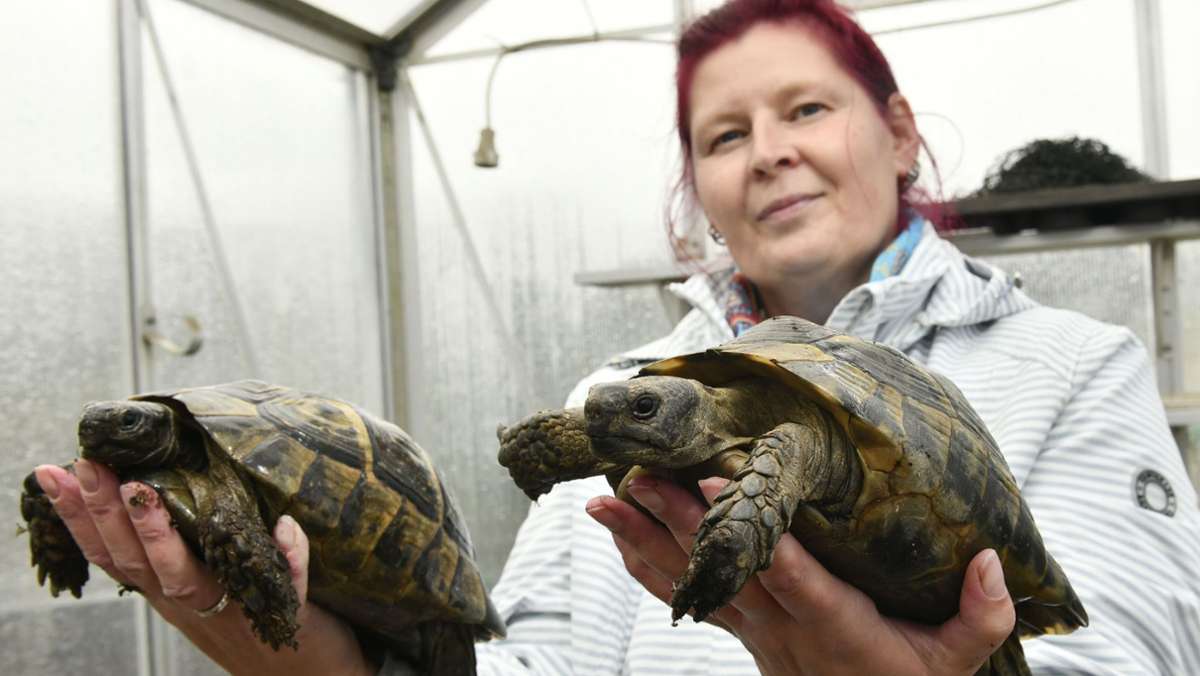 Passion für Panzertiere: Schildkrötenfan lädt  zu  Debüt-Treffen ein