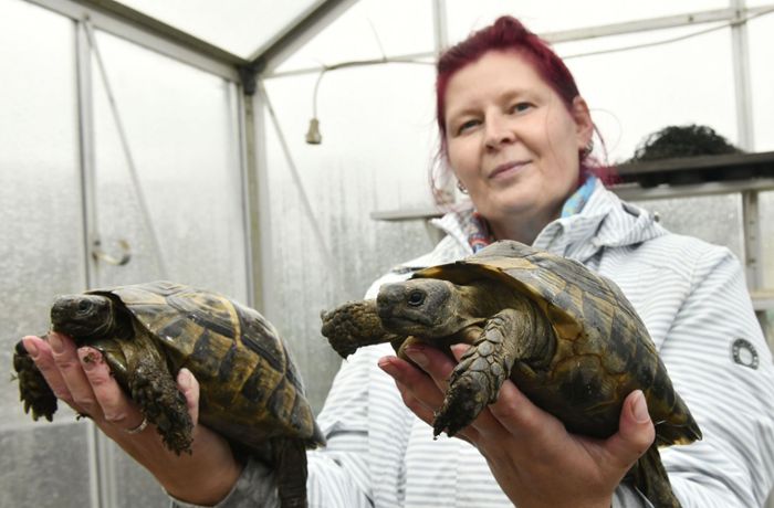 Passion für Panzertiere: Schildkrötenfan lädt  zu  Debüt-Treffen ein