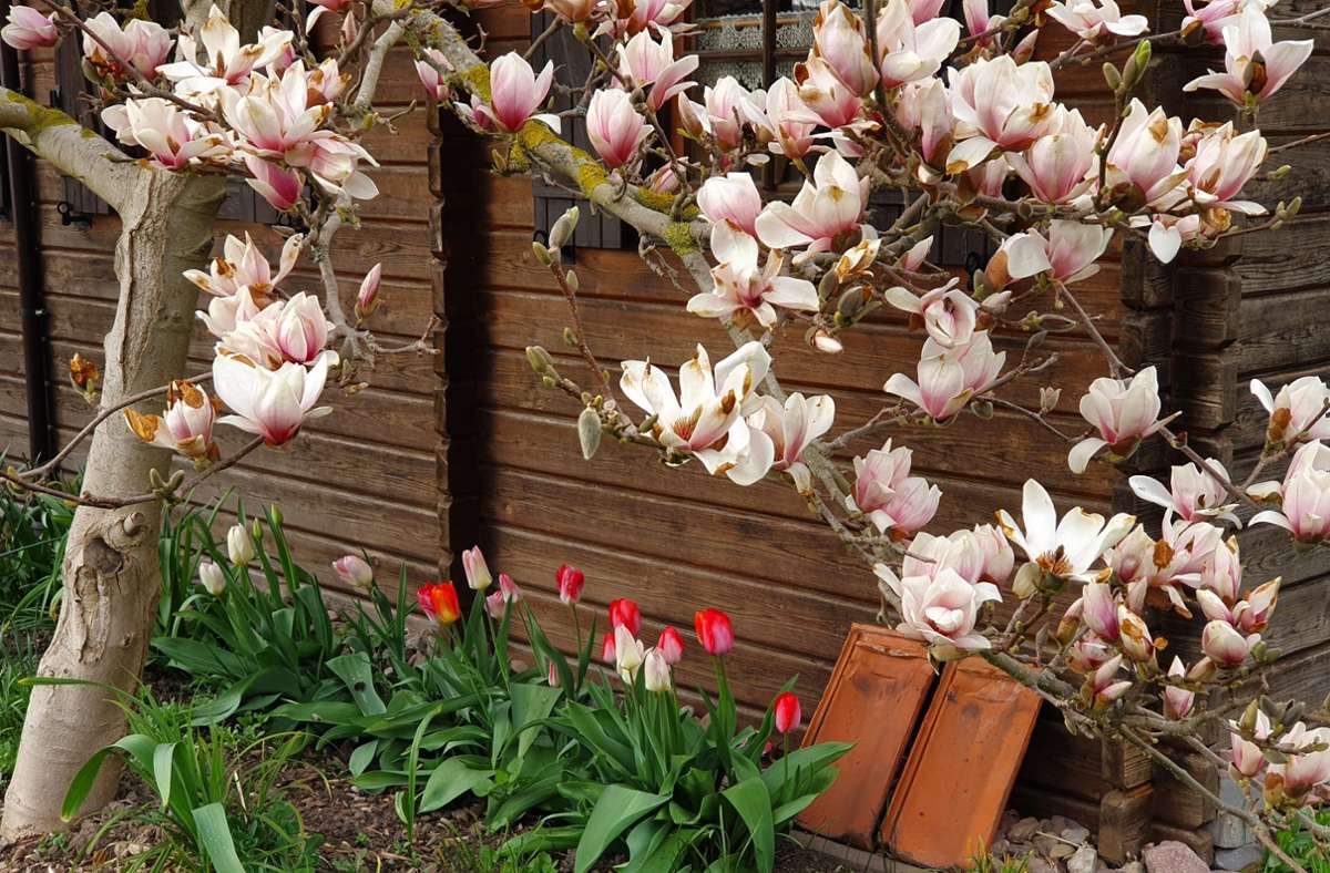Es wird nicht mehr allzu lange dauern, dann blühen in den Gärten als Frühlingsboten wieder Tulpen und Magnolien.  Was im Juni die privaten Oasen schmückt, können Gäste beim Tag der offenen Gärten sehen. Foto: /privat