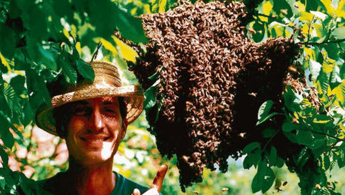 Ilmenau: Friedliche Invasionen: Wenn Bienen ins Schwärmen geraten