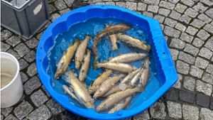 Beton fließt in den   Steinbach – Fische sterben