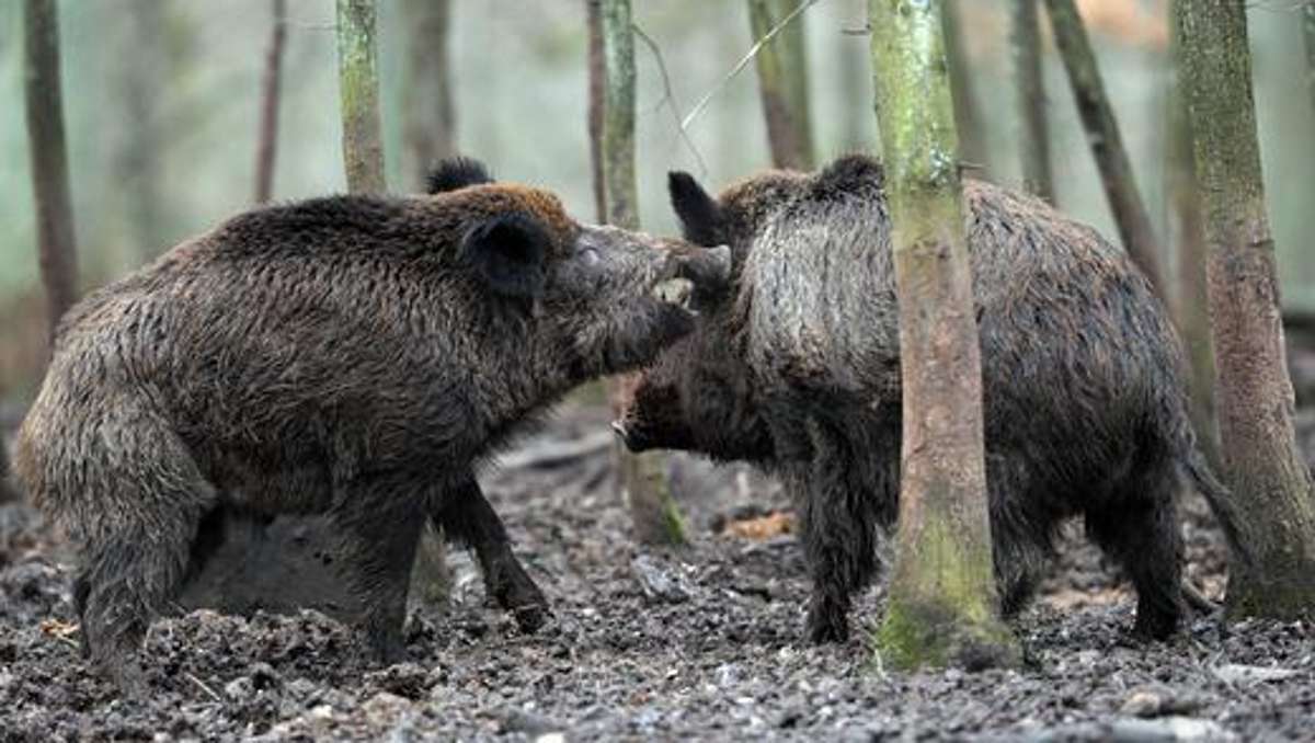 Thüringen: Tschernobyl - Hiesige Wildschweine oft noch verstrahlt