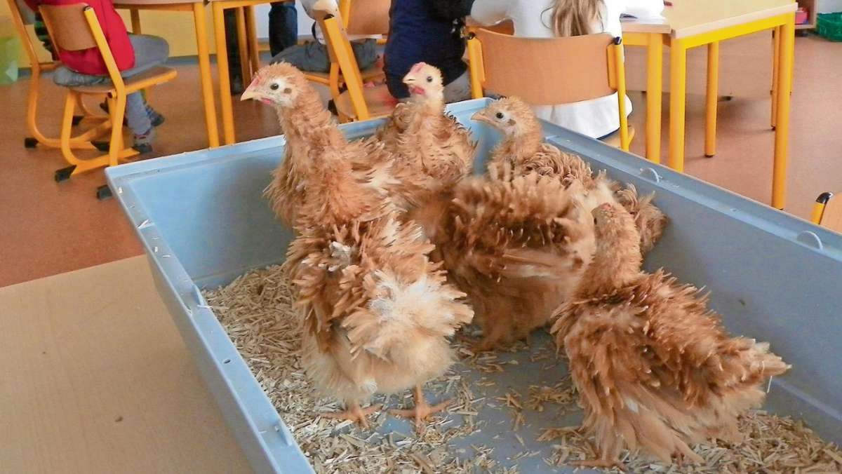 Thüringen: Hühner auf dem Stundenplan von Grundschulkindern
