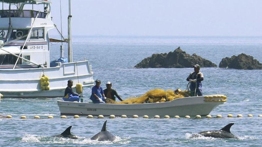 Fangquoten veröffentlicht: Japan macht wieder Jagd auf Delfine