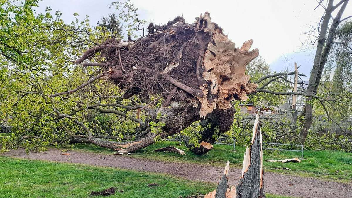 Sturmschaden Ilmenau: 100 Jahre alte Kastanie im Heinsepark umgerissen