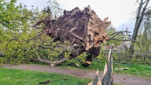 Sturmschaden Ilmenau: 100 Jahre alte Kastanie im Heinsepark umgerissen