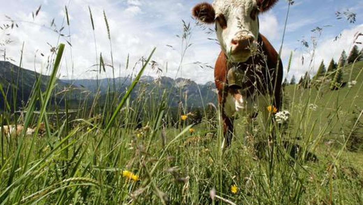 Thüringen: Wenig Geld für Milch - Bauern klagen über niedrige Preise