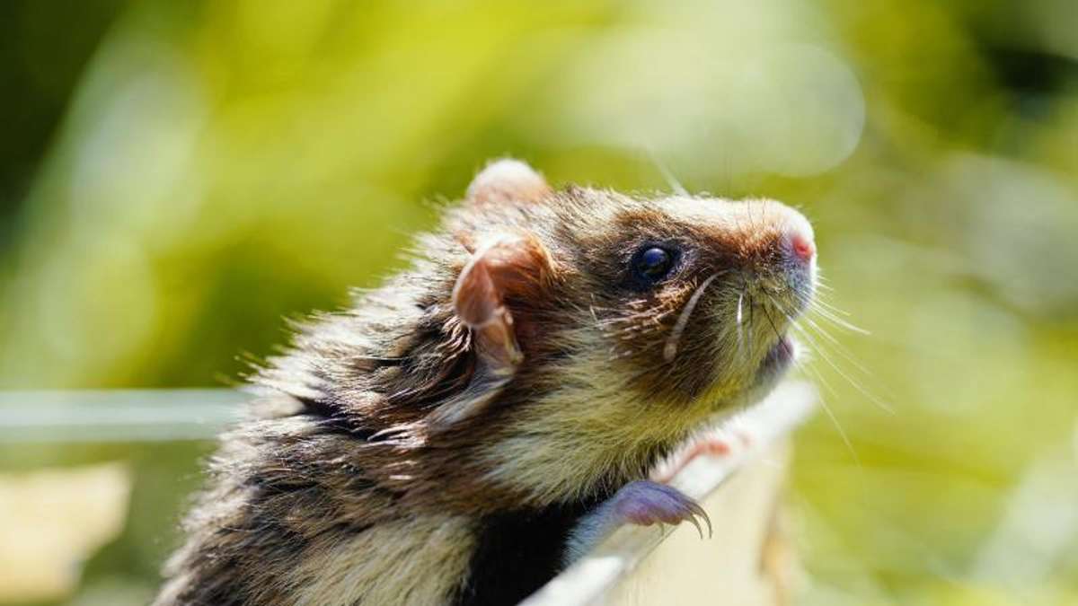 Thüringen: Kabinett einigt sich auf Bekämpfung der Feldmaus bei Hamsterschutz
