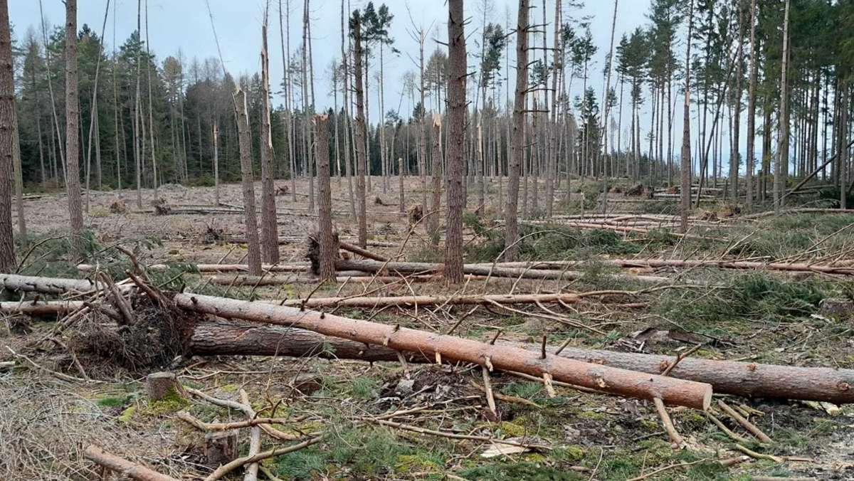 Schmalkalden: 3000 Hektar Wald vorerst futsch