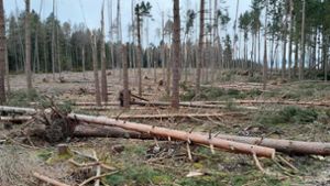 3000 Hektar Wald vorerst futsch