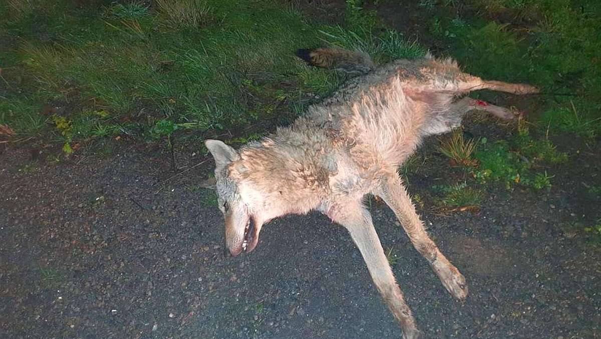 Thüringen: Totes Tier am Fahrbahnrand war tatsächlich Wolf