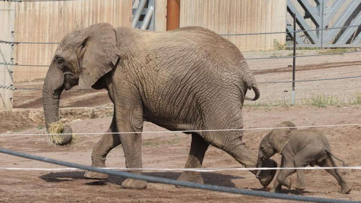 Erfurt: Viel Zeit mit Mama Chupa: Elefantenjunges von Herde getrennt