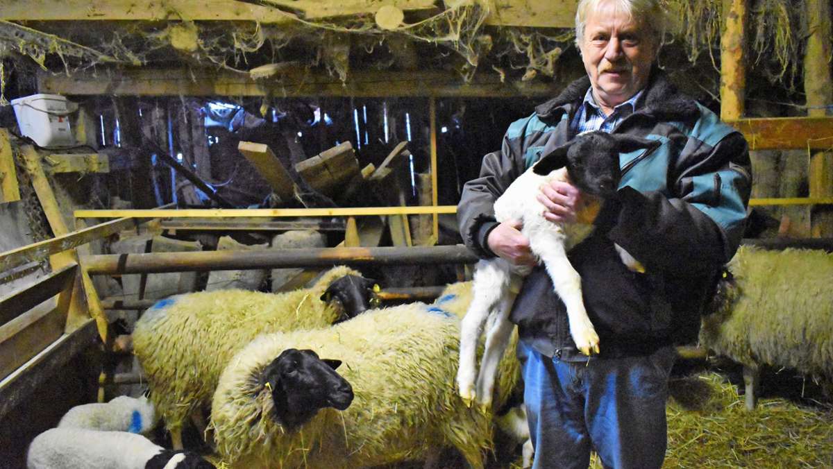 Staatsehrenpreis für Züchter: „Ohne die Schafe geht’s nicht mehr“