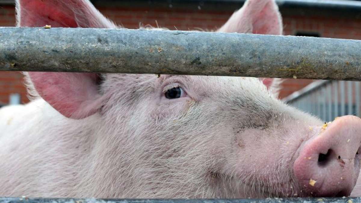 Hildburghausen: Peta erstattet nach massenhaftem Schweinesterben Anzeige