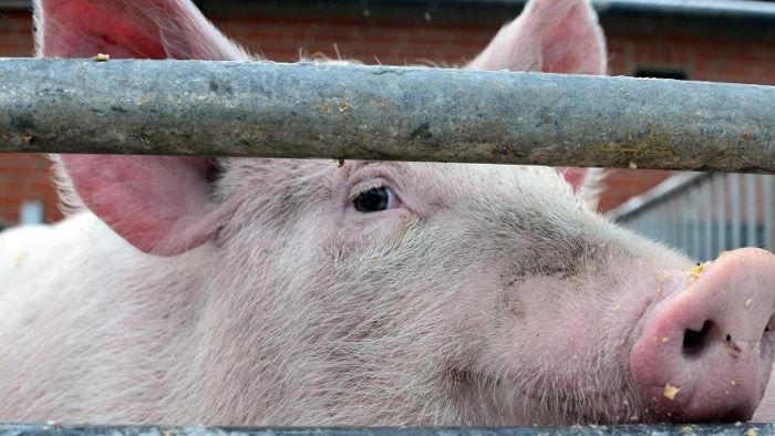 Peta erstattet nach massenhaftem Schweinesterben Anzeige
