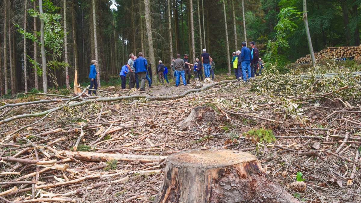 Waldbesitzer Fambach: „Keine andere Wahl: Das Holz muss raus“