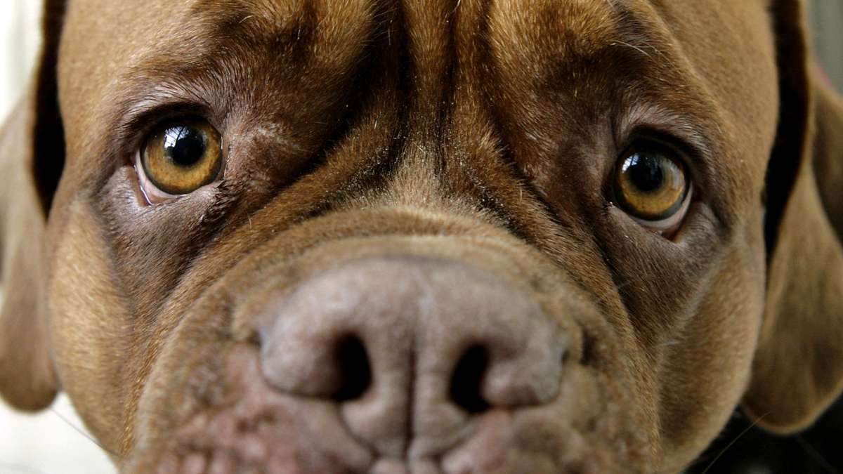 Thüringen: Vierbeiner sorgt für Feuerwehreinsatz: Hund schaltet Herd an