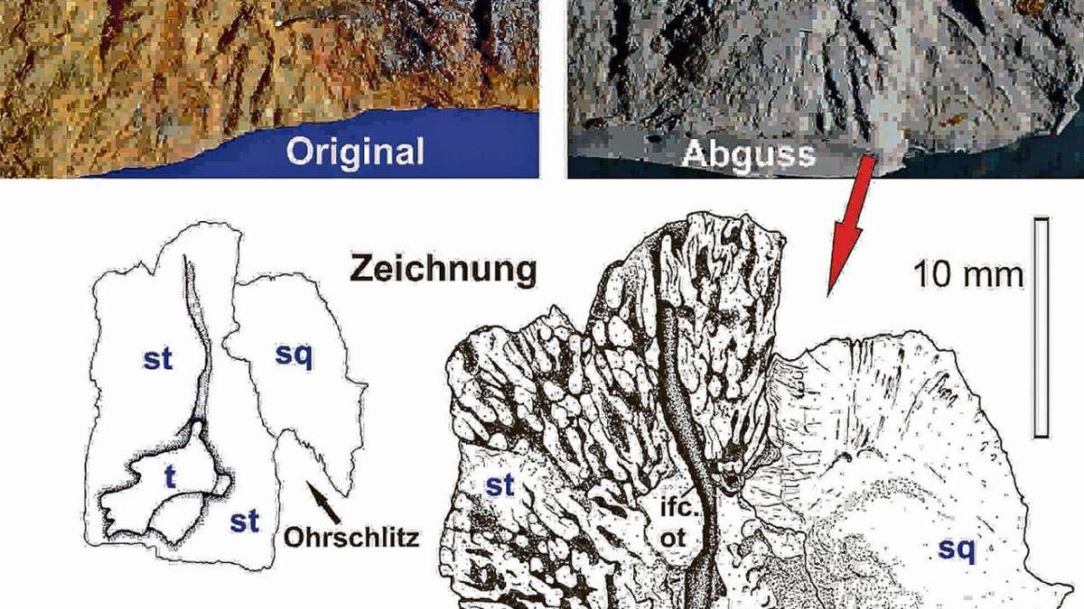 Schleusingen: Museum bestätigt den ältesten Saurier Deutschlands
