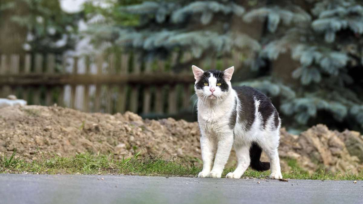 Ermittlung: Katzen auf unbekannte Weise in Springstille verendet