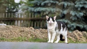 Katzen auf unbekannte Weise in Springstille verendet
