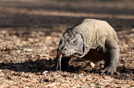 Komodo-Warane gehören zu den prominenten Tieren, die zur Jungfernzeugung befähigt sind. Foto: imago/blickwinkel