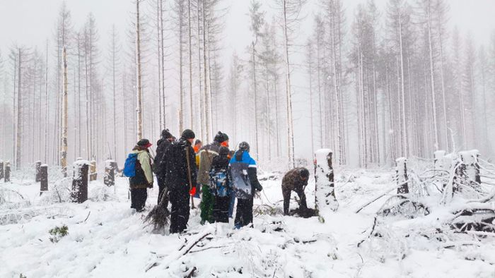 Schnetter Baumpaten: Pflanzaktion trotz Schnee