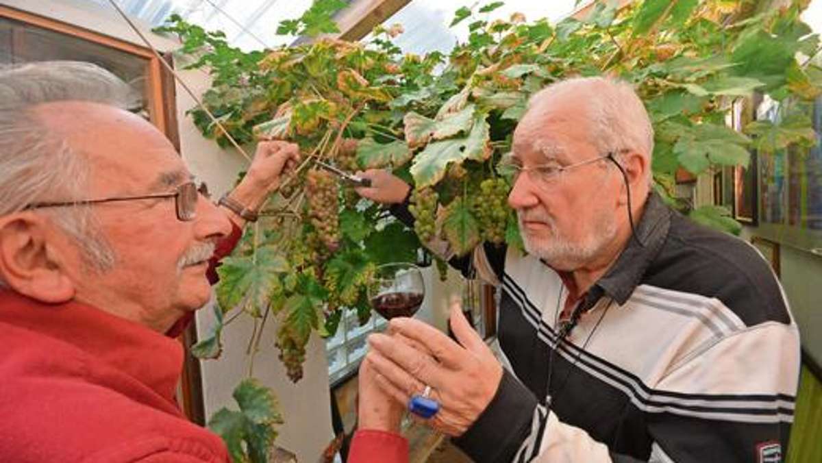 Ilmenau: In Baums Veranda hängen die Trauben nicht sehr hoch