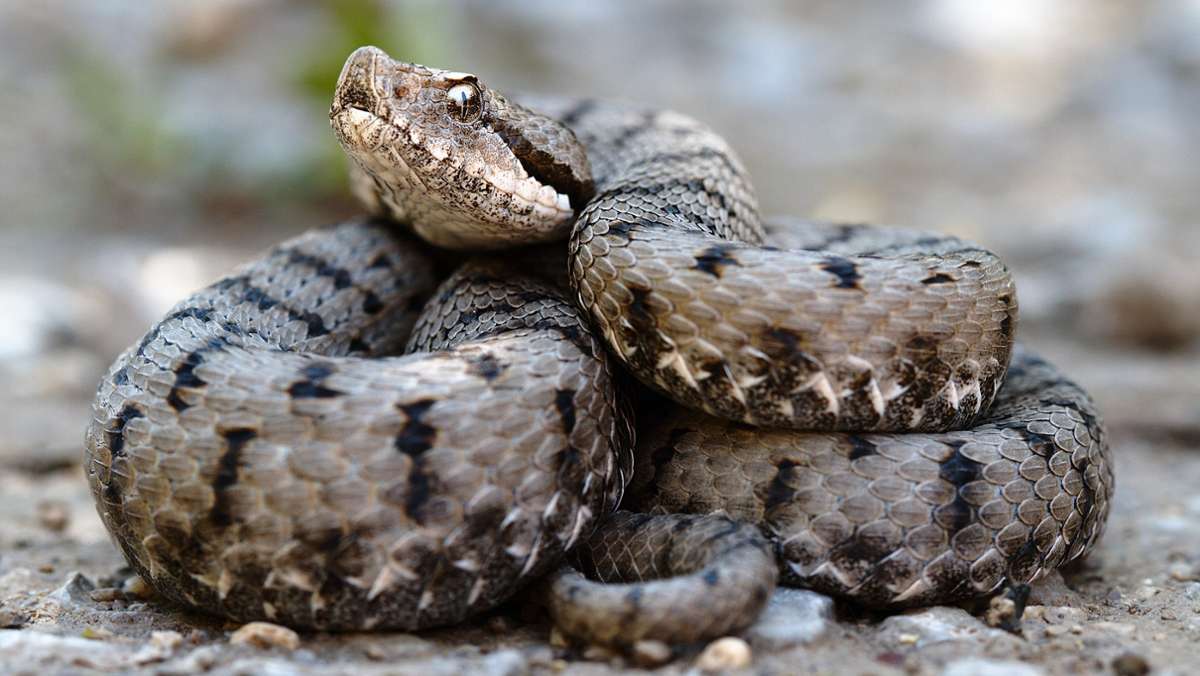 Bad Salzungen: Schlange kann Gas nicht überlebt haben, Markt öffnet Dienstag wieder
