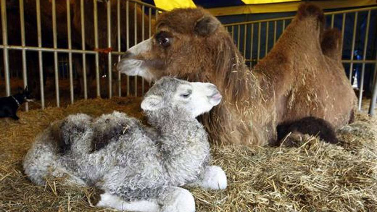 Thüringen: Weißes Kamelbaby wiegt schon 100 Kilo