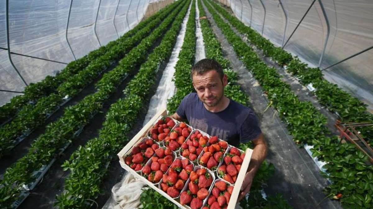 Thüringen: Am Regensamstag: Thüringer Erdbeer-Saison hat begonnen